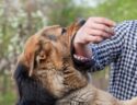 How to Handle a Dog Bite Incident